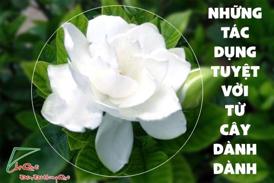 Những tác dụng tuyệt vời từ cây dành dành